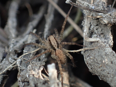 Pardosa laura