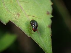 Celyphidae