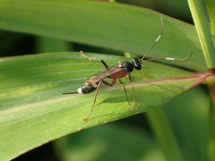 Goryphus basilaris