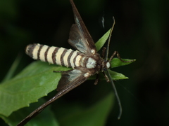 Amata germana