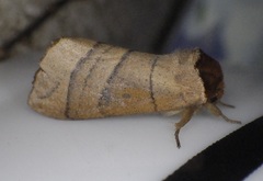 Datana angusii
