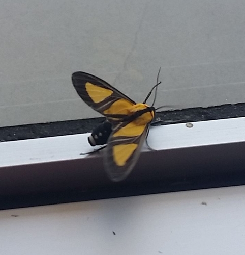 Xanthoarctia pseudameoides