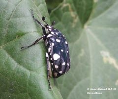 Protaetia alboguttata