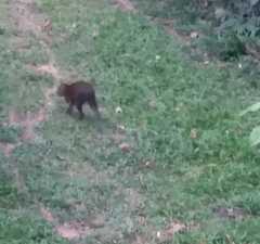 Dasyprocta variegata