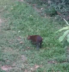 Dasyprocta variegata