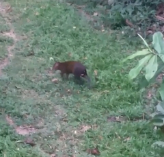 Dasyprocta variegata