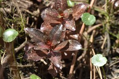 Ludwigia repens