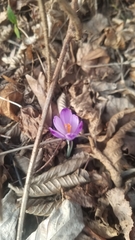 Crocus heuffelianus
