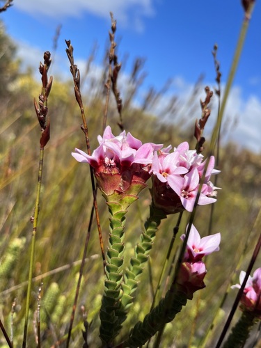 Image of Sonderothamnus speciosus by (c) Charleen Brunke, some rights reserved (CC BY)