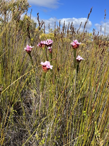 Image of Sonderothamnus speciosus by (c) Charleen Brunke, some rights reserved (CC BY)