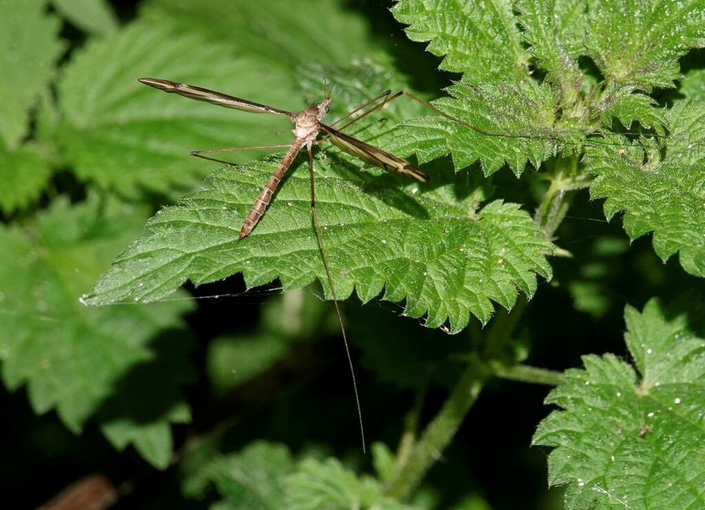 Tipula furca from South Riverdale, Toronto, ON, Canada on September 4