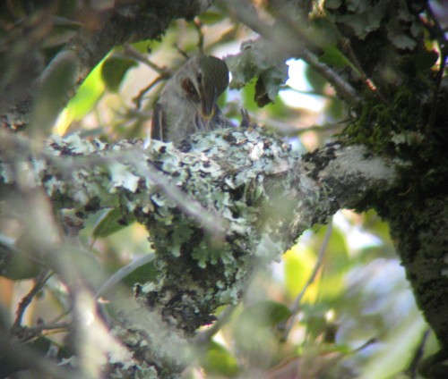 Calypte anna