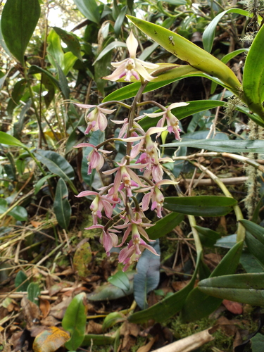 Epidendrum klotzscheanum Rchb.f.