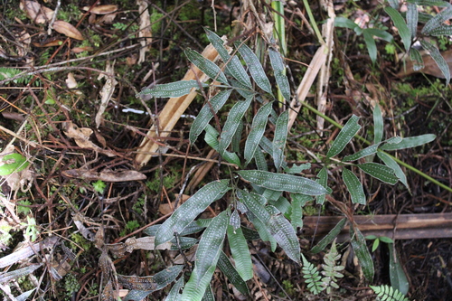 Selliguea albidosquamata observed 2023-08-27