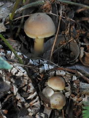Neohygrocybe