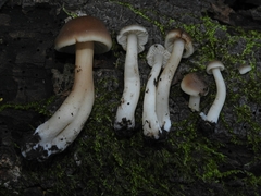 Neohygrocybe