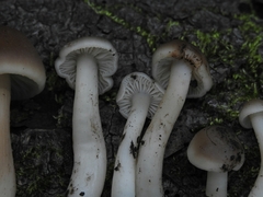 Neohygrocybe
