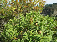 Veronica rakaiensis