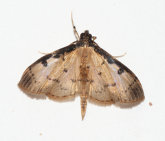 Eulepte