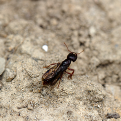 Amblyopone australis