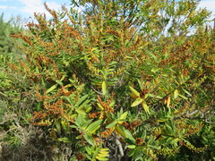 Veronica rakaiensis