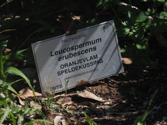 Leucospermum erubescens