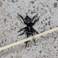 Drassyllus praeficus