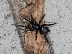 Drassyllus praeficus