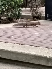Sciurus carolinensis