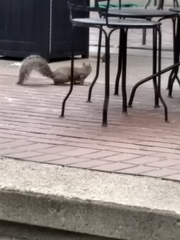 Sciurus carolinensis