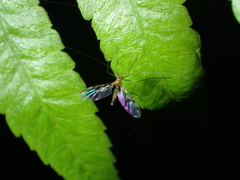 Macrocera