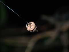 Poltys illepidus