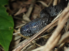 Pareas margaritophorus