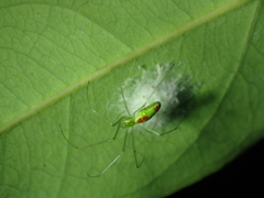 Tetragnatha squamata