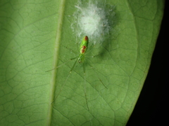 Tetragnatha squamata