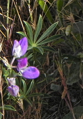 Lupinus variicolor