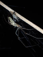 Tetragnatha ceylonica