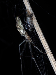 Tetragnatha ceylonica