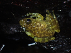 Amolops hongkongensis