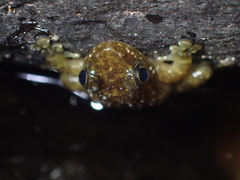 Amolops hongkongensis