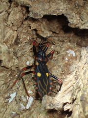 Acanthaspis geniculata