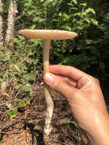 Salmon Amanita (Amanita wellsii)