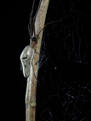 Tetragnatha ceylonica