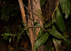 Thoracocarpus bissectus