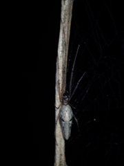 Tetragnatha ceylonica