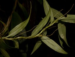 Thoracocarpus bissectus