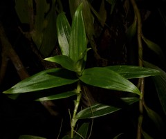 Thoracocarpus bissectus