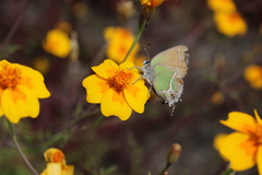 Callophrys xami xami