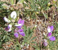 Lupinus variicolor