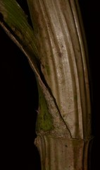 Thoracocarpus bissectus